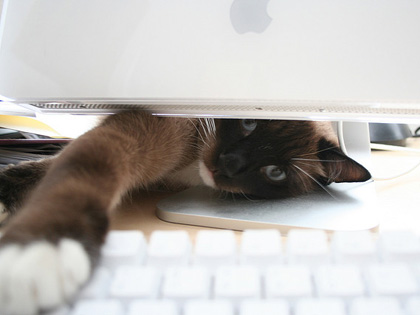 WordPress Tech Support by Trolley Cat Tech